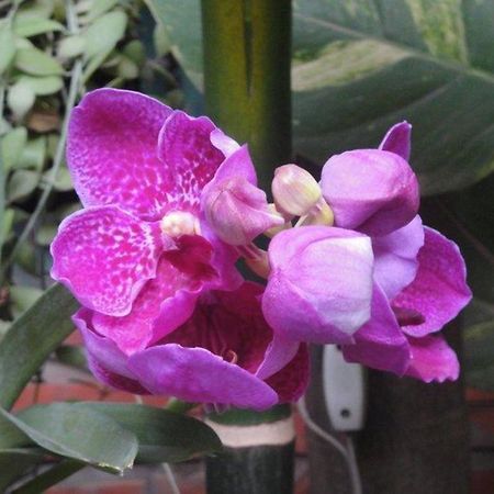 Big Lyna Villa Siem Reap Esterno foto