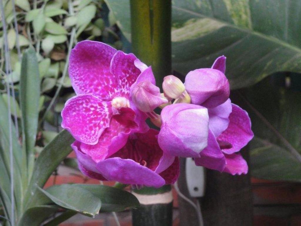 Big Lyna Villa Siem Reap Esterno foto
